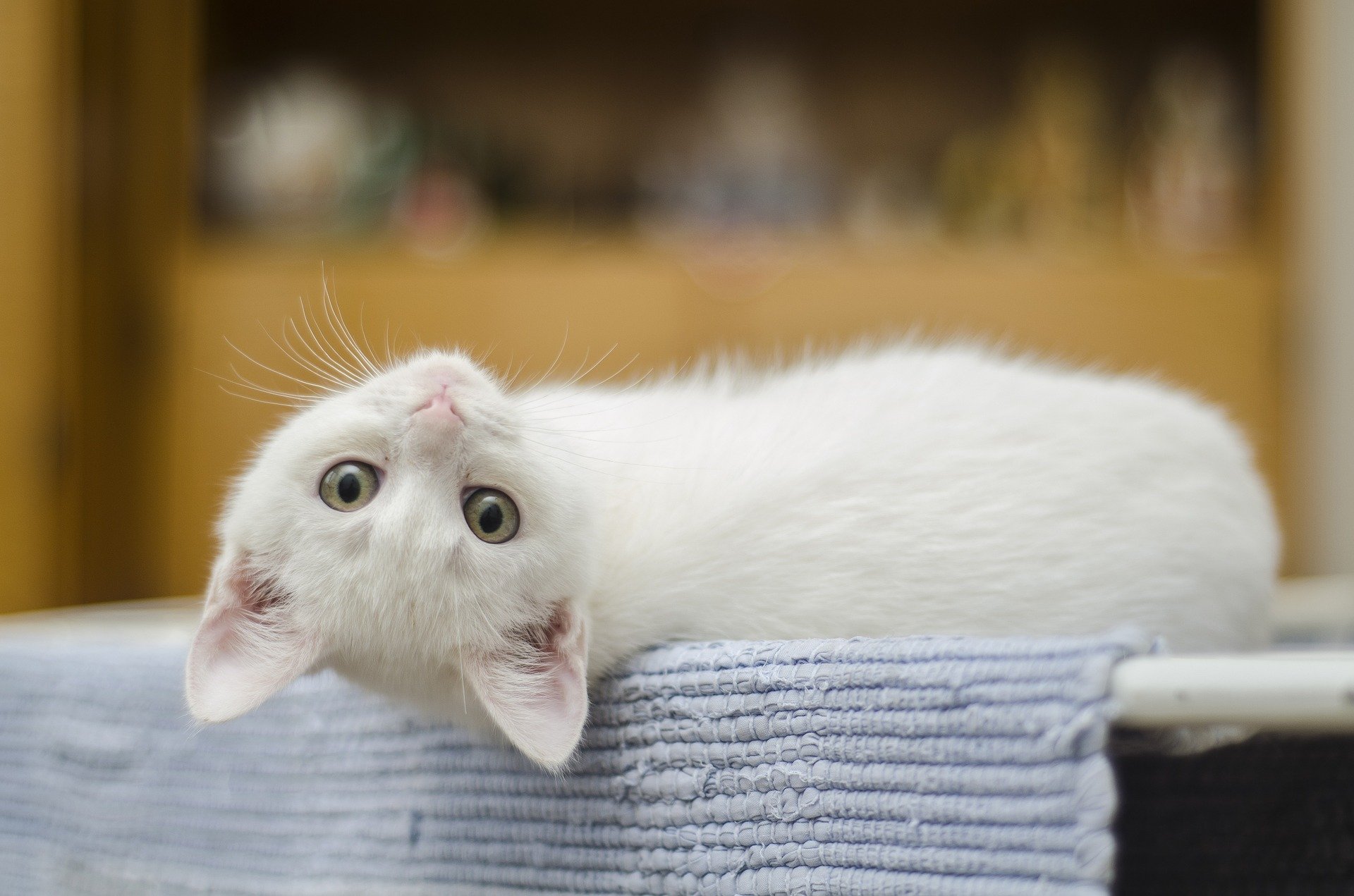 geriye bakan beyaz tüylü kedi yavrusu