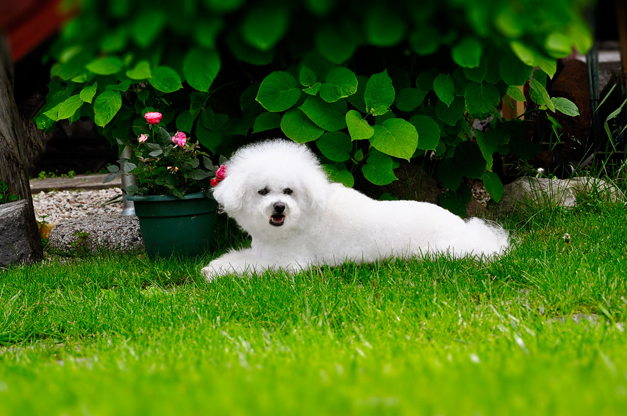 evin bahçesinde yatmış beyaz köpek