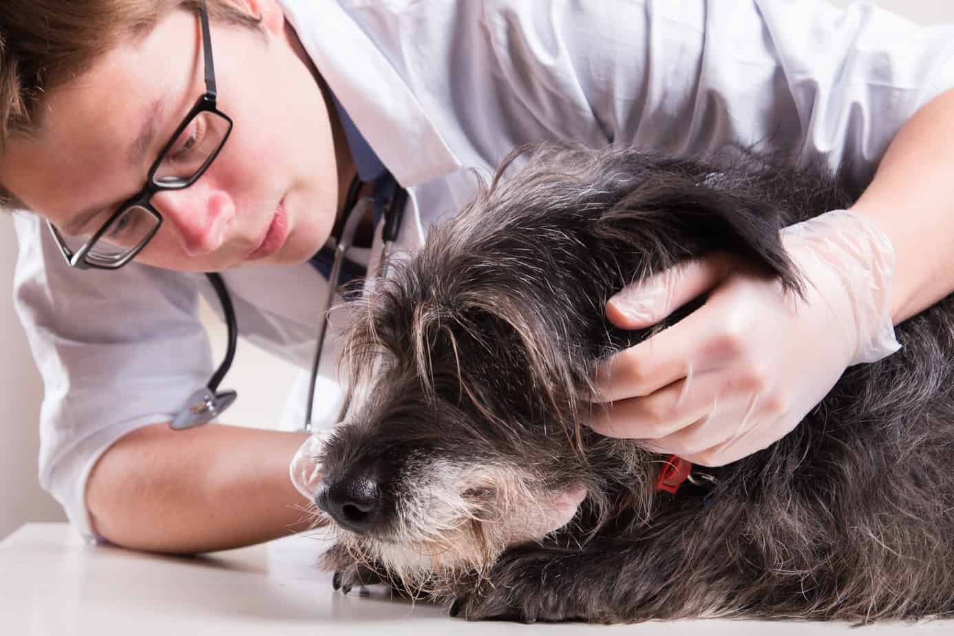 veteriner hekim tarafından muayene edilen uzun tüylü siyah köpek