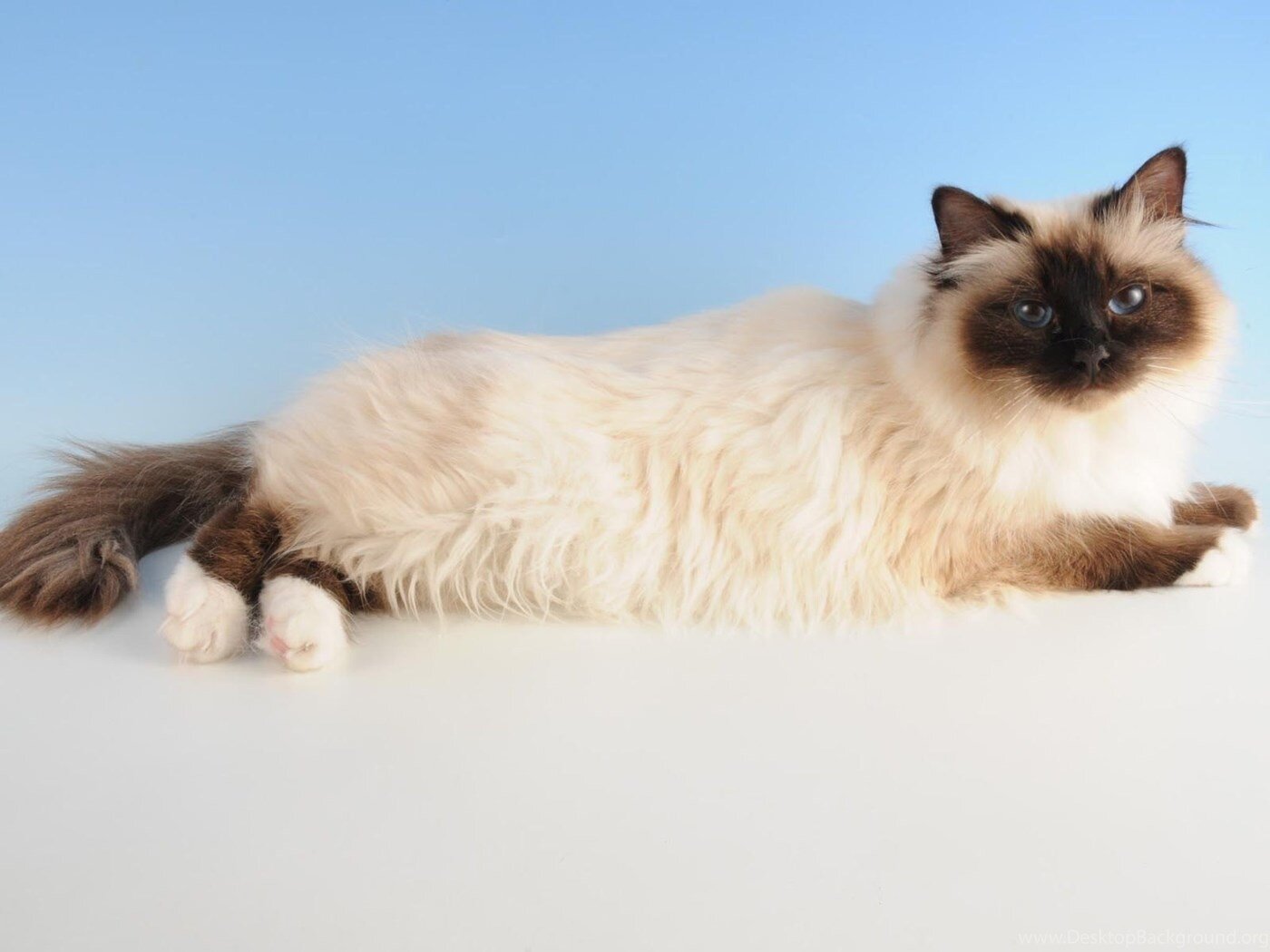 beyaz masada yatan kahverengi beyaz birman kedisi