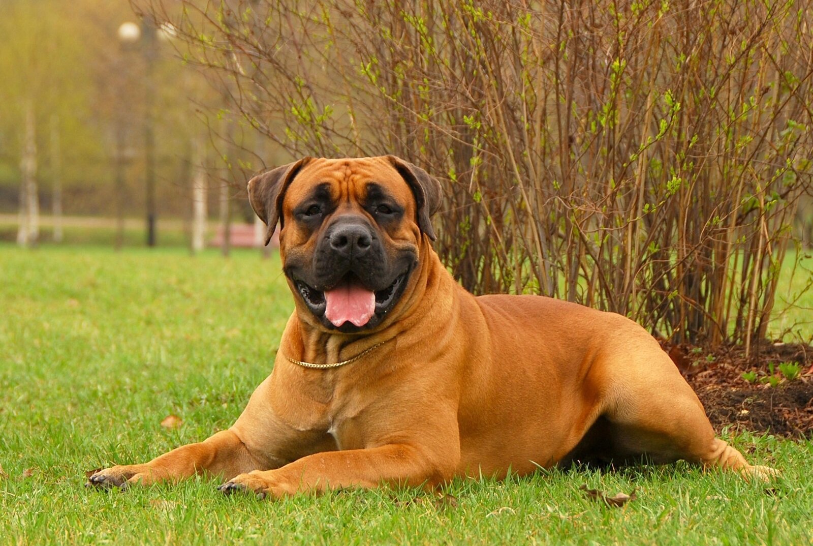 large breed brown dog lying on the grass
