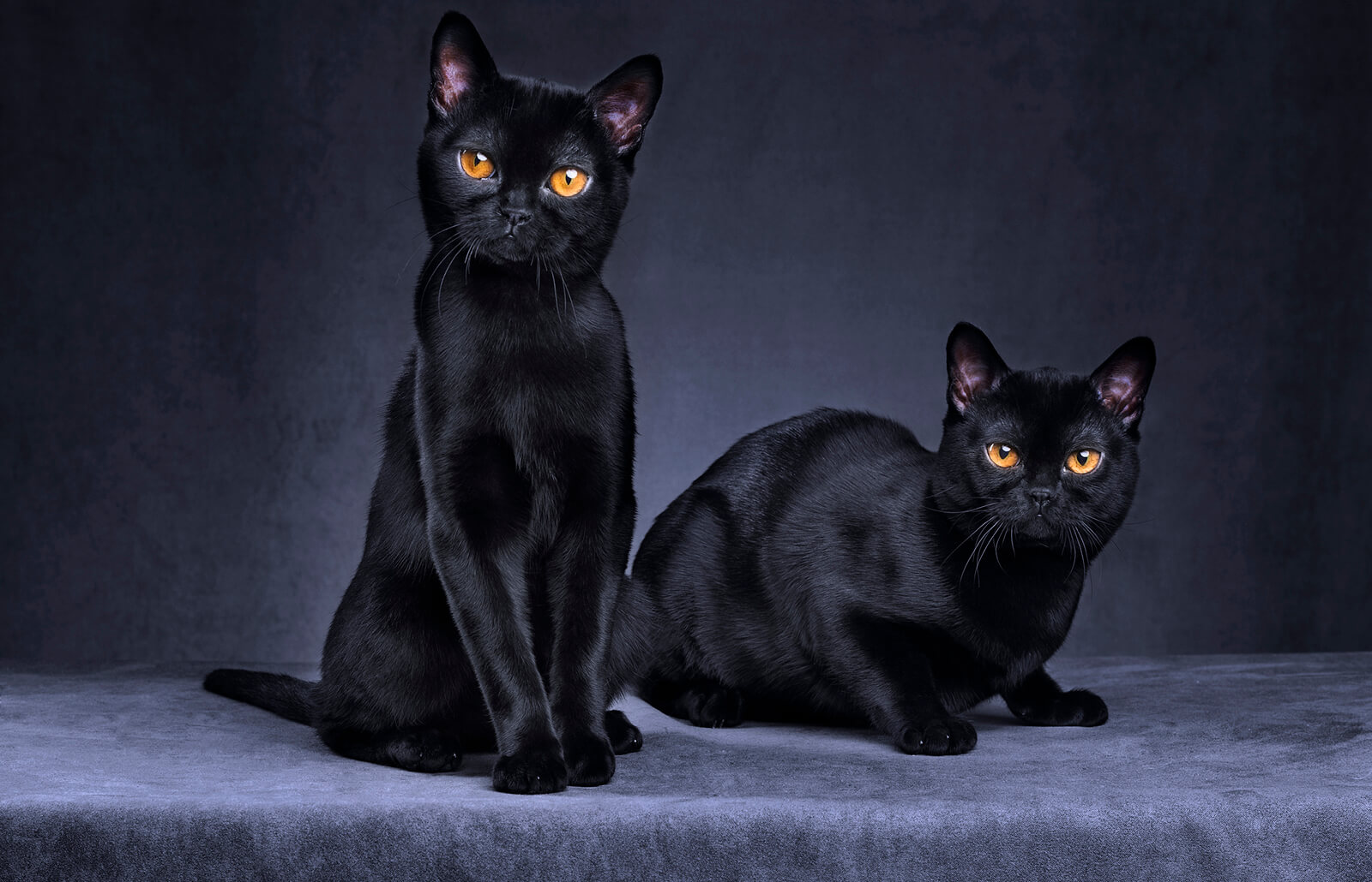 turuncu gözlü siyah renkli bombay kedileri