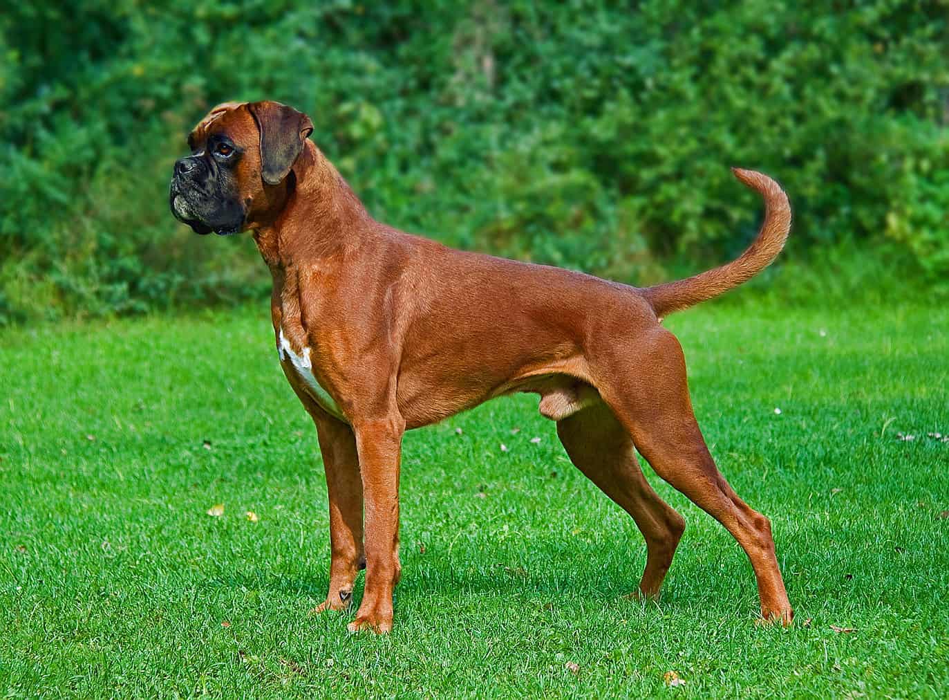 siyah burunlu kahverengi köpek