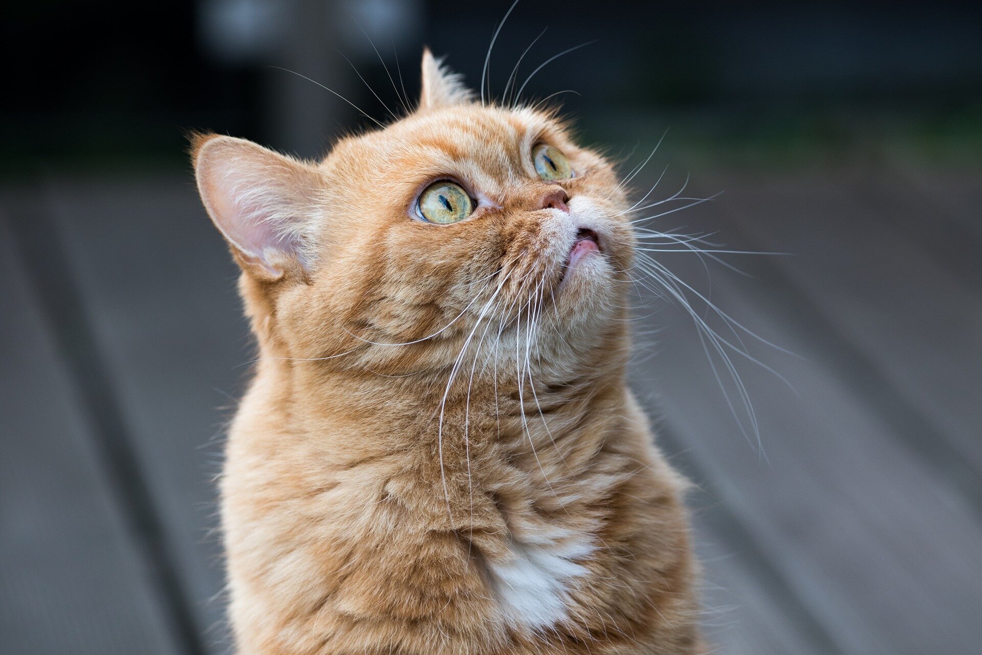 british shorthair kediler hakkında 9 gerçek