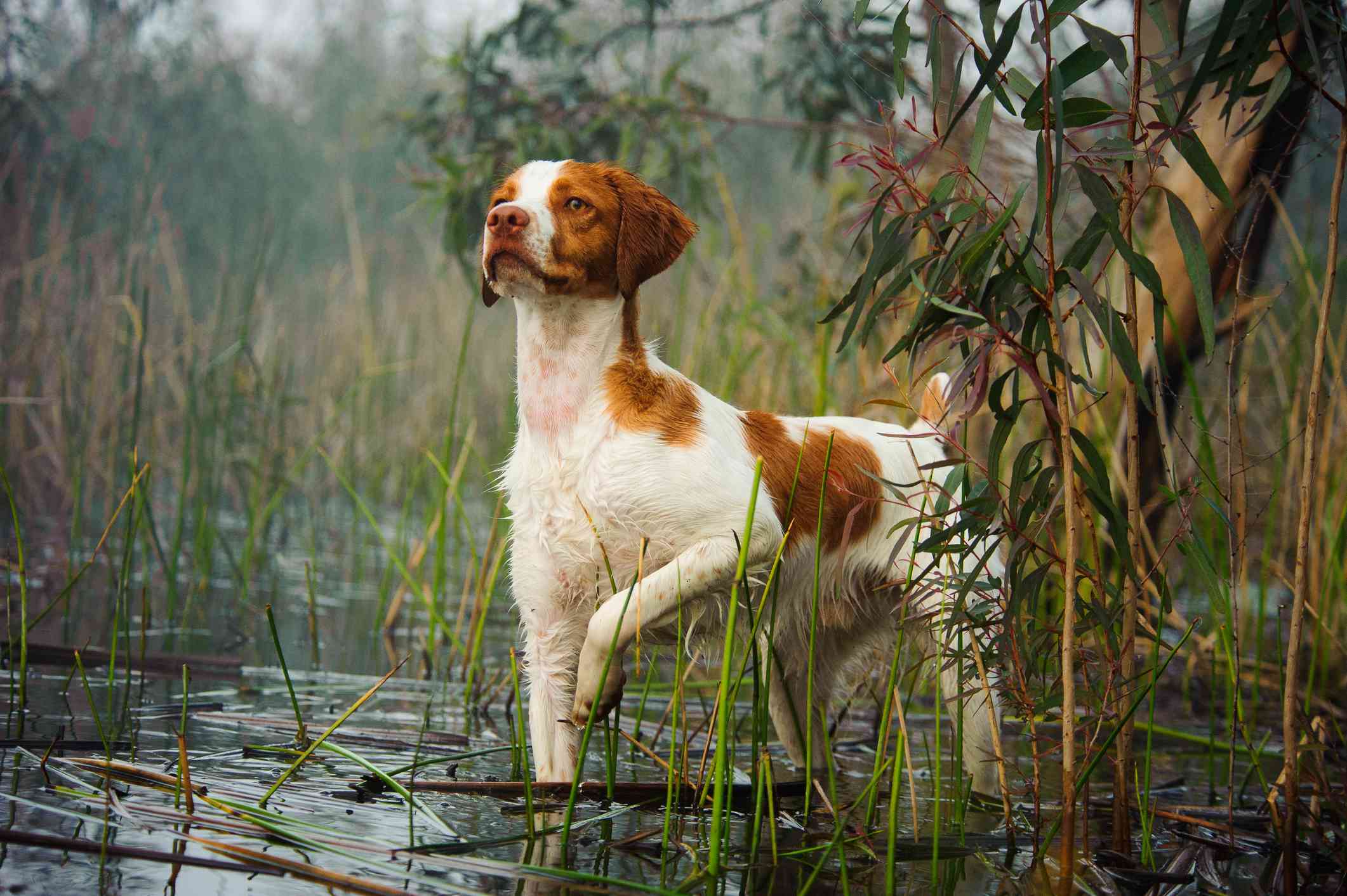 sazlıkta suya girmiş tek ayağını kaldırmış kahverengi beyaz köpek