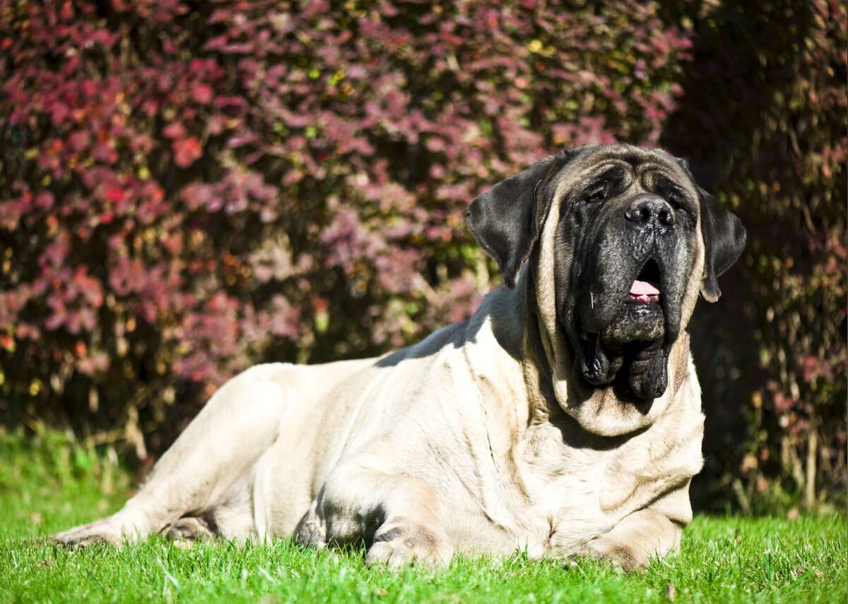 açık alanda uzanan krem rengi büyük ırk köpek