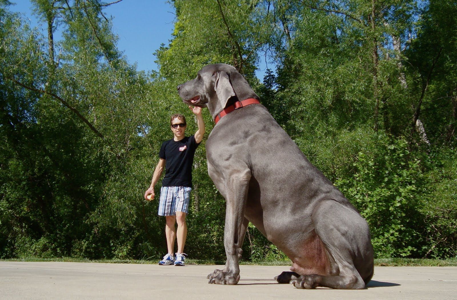 gri renkli büyük ırk köpek açık alanda oturuyor
