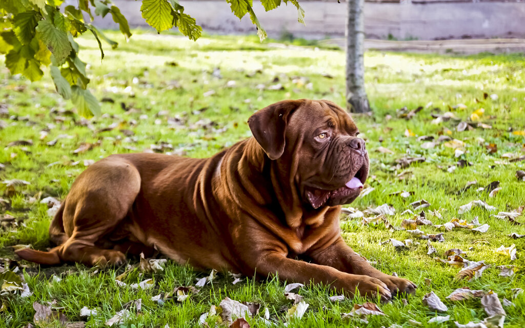 çimlerde uzanan kahverengi tüylü Mastiff cinsi köpek