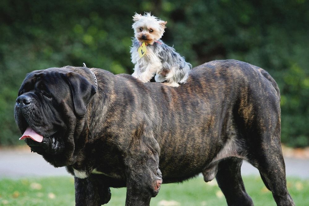 büyük ırk köpeğin üzerinde küçük ırk köpek