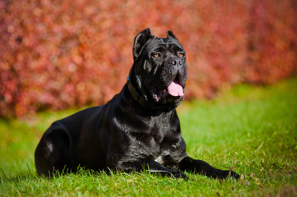 black cane corso dog lying in the grass