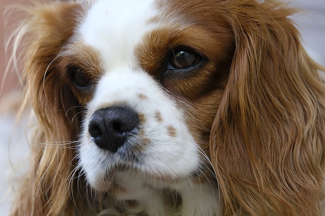 Cavalier King Charles Spaniel portre