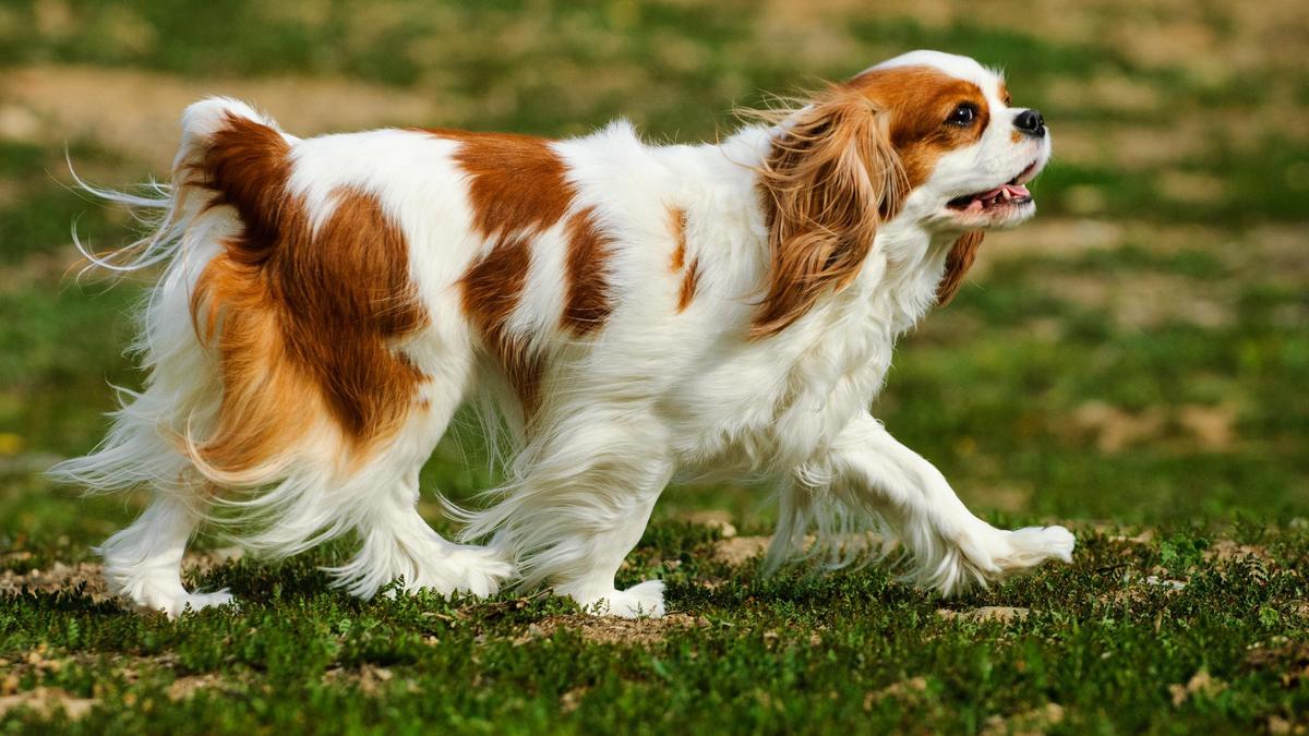 çimlerde yürüyen kahverengi beyaz Cavalier King Charles cinsi köpek