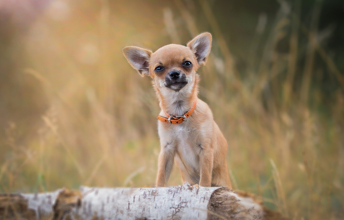 small breed dog with orange collar