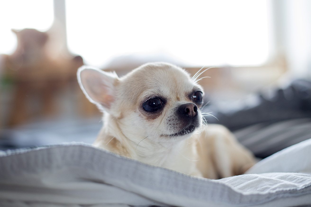 yatakta yaran Chihuahua cinsi beyaz köpek