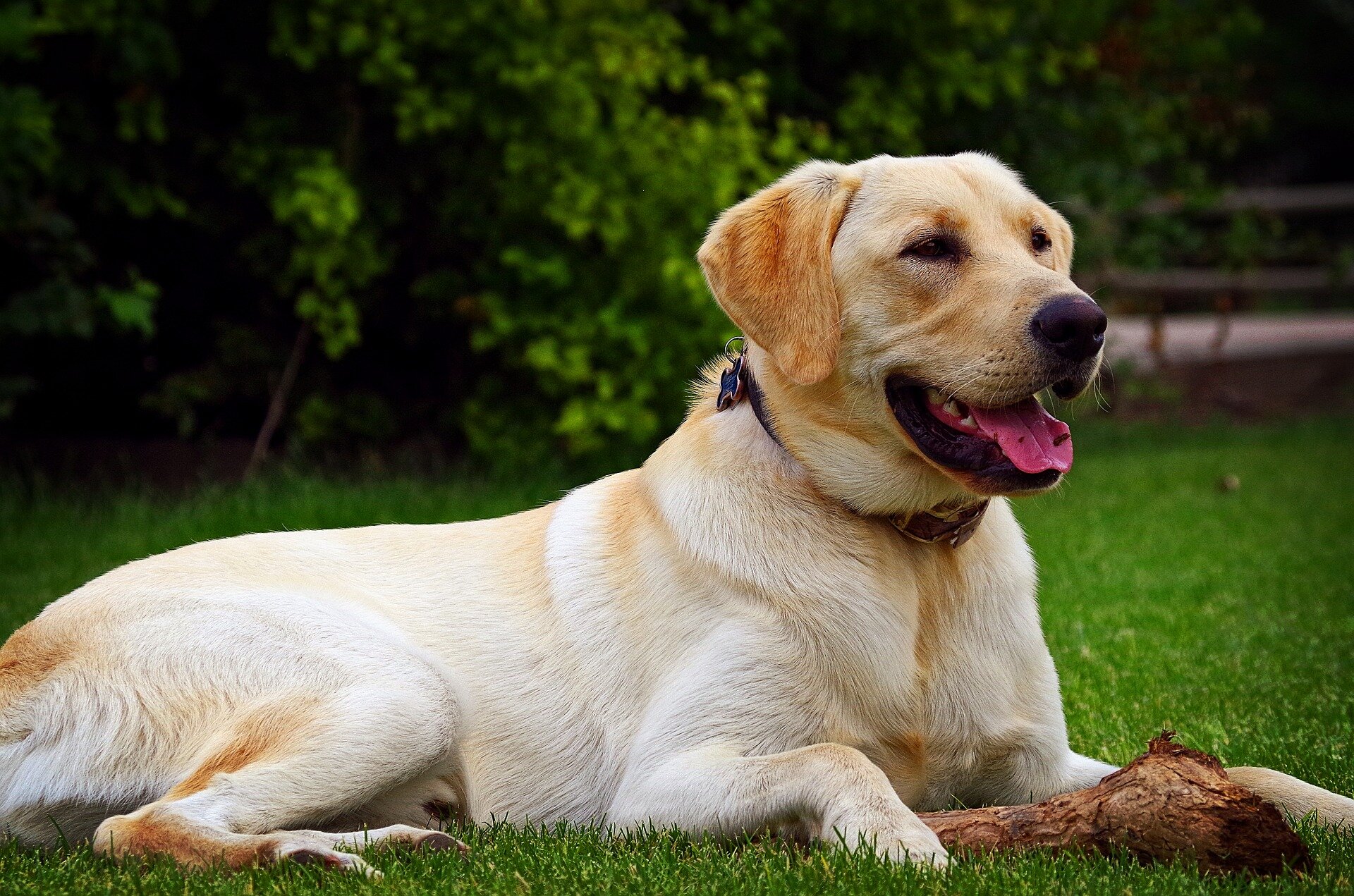 patilerinin arasında ağaç parçası olan Labrador cinsi dili dışarıda köpek