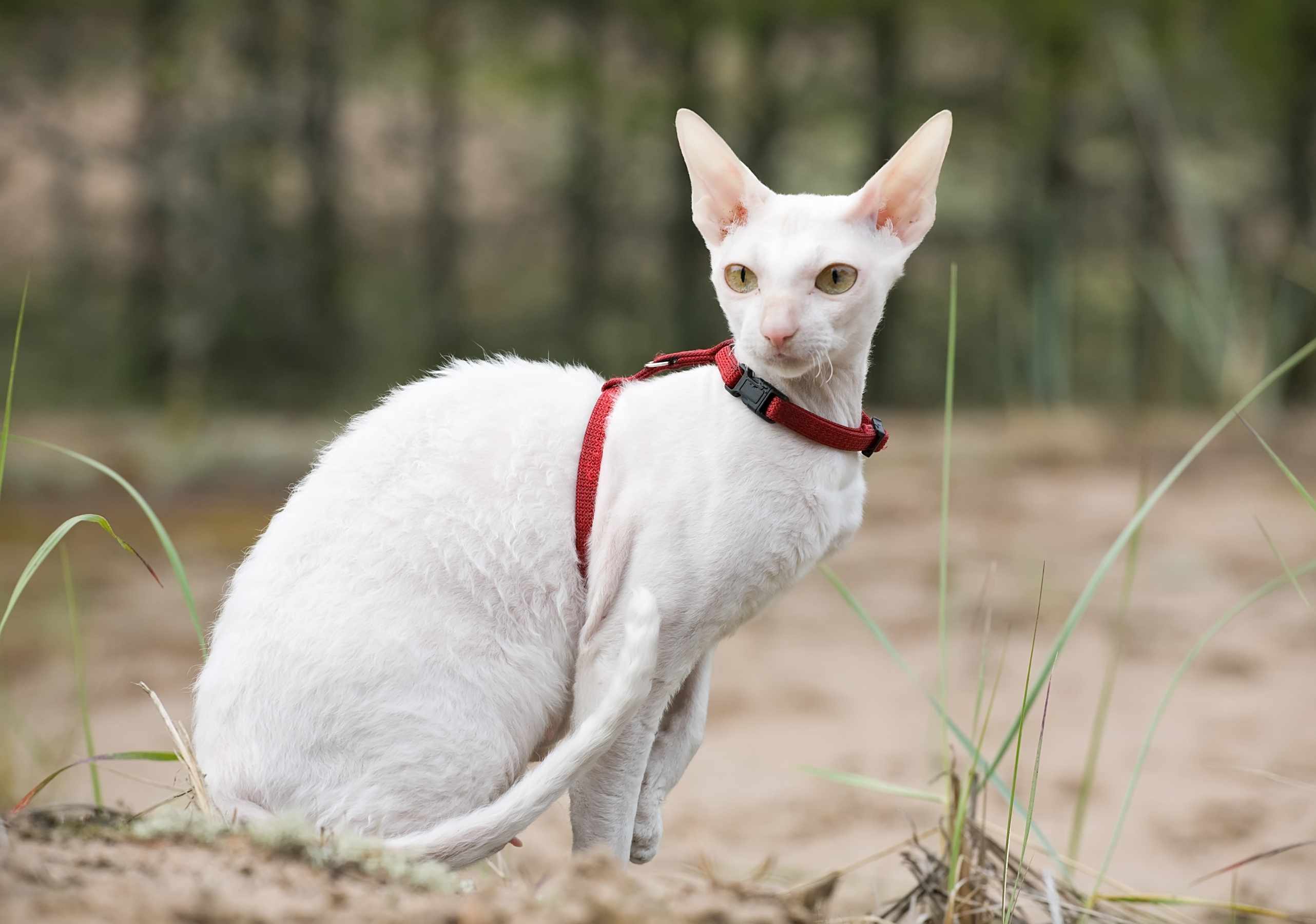 kırmızı tasmalı zayıf beyaz kedi