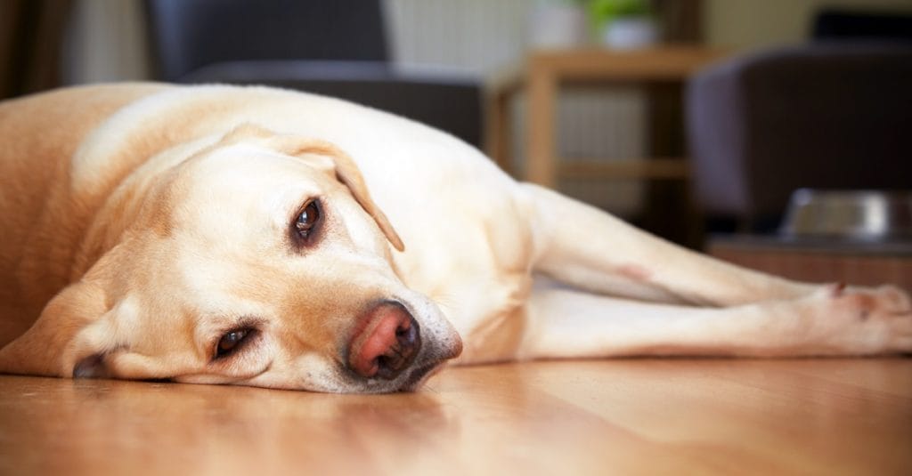 keyifsiz yatan kısa tüylü köpek