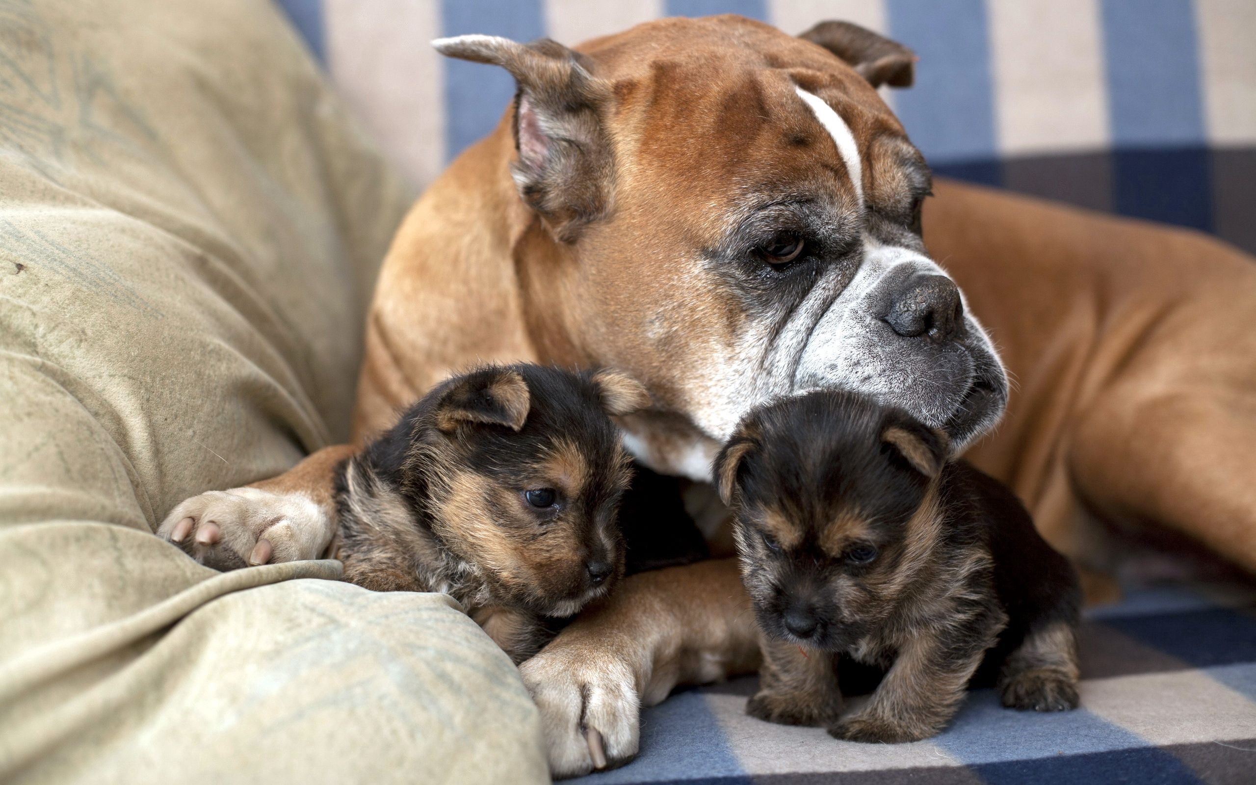 yavruları ile uzanan dişi köpek