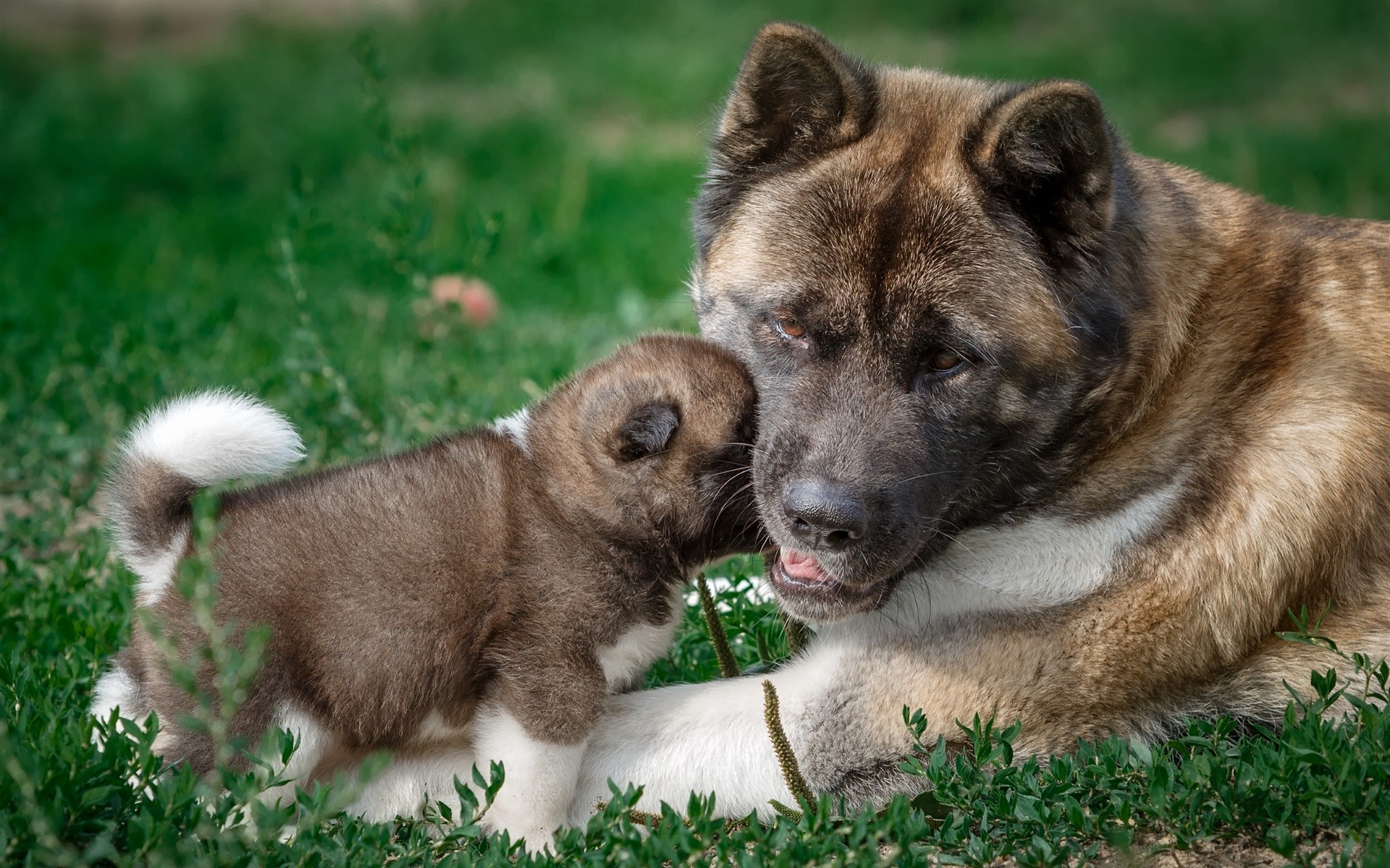 yavrusu ile oynayan köpek