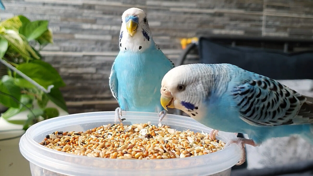 beslenen iki muhabbet kuşu