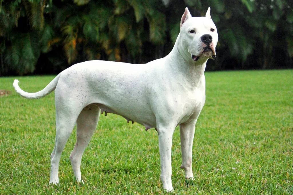 çimlerde ayakta duran büyük ırk beyaz köpek