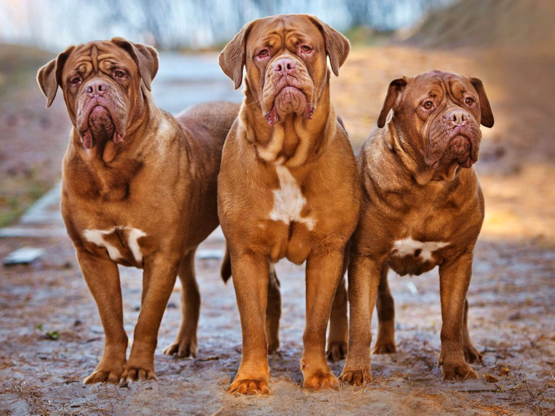 üç kahverengi büyük ırk köpek
