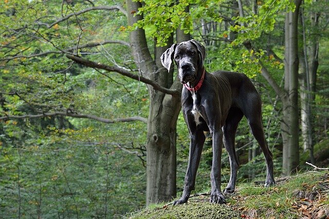 gray Great Dane dog in woodland