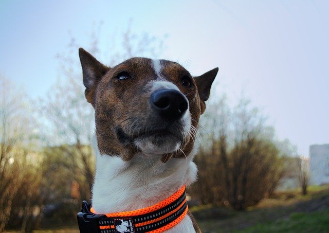 Basenji with orange black collar