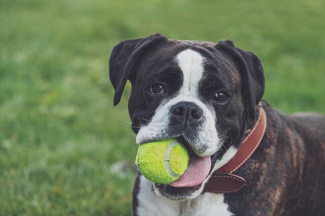 ağzında tenis topu olan Boxer cinsi köpek