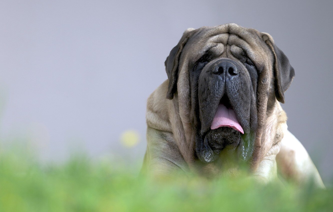 giant breed english mastiff dog