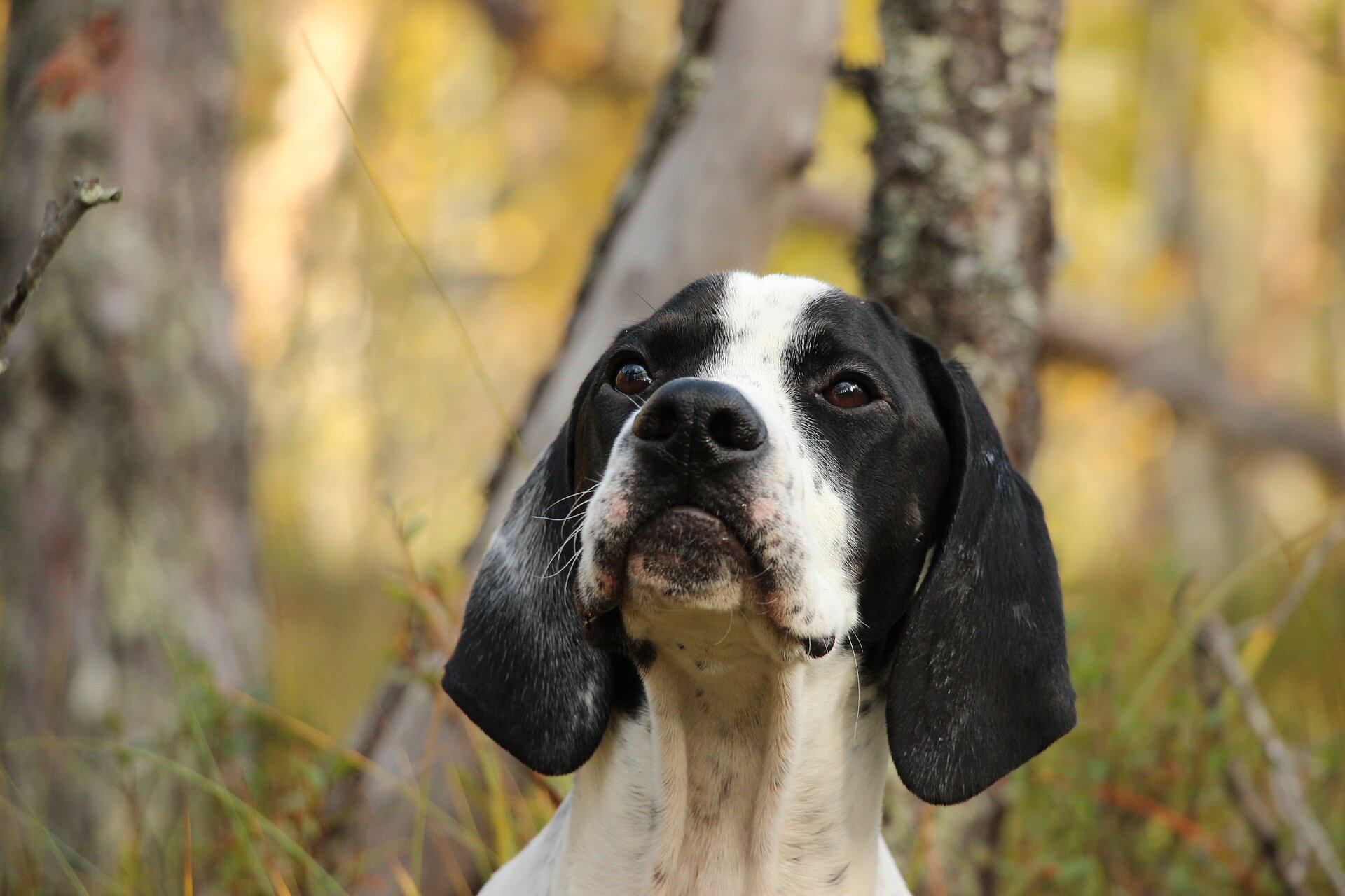 açık alanda dikkat kesilmiş siyah kulaklı av köpeği