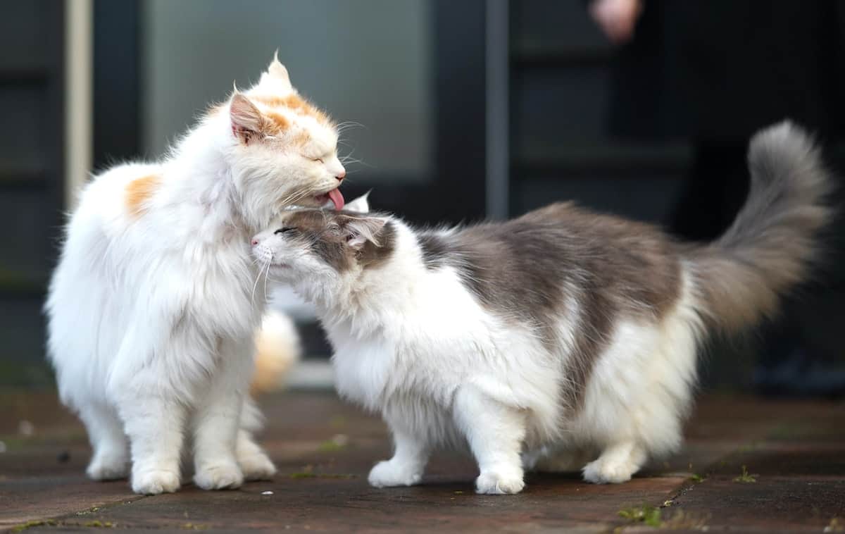birbirini temizleyen iki kedi