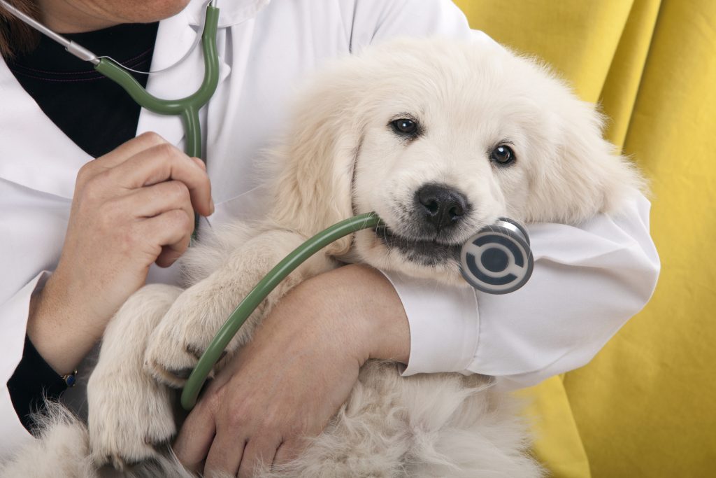 dog holding stethoscope