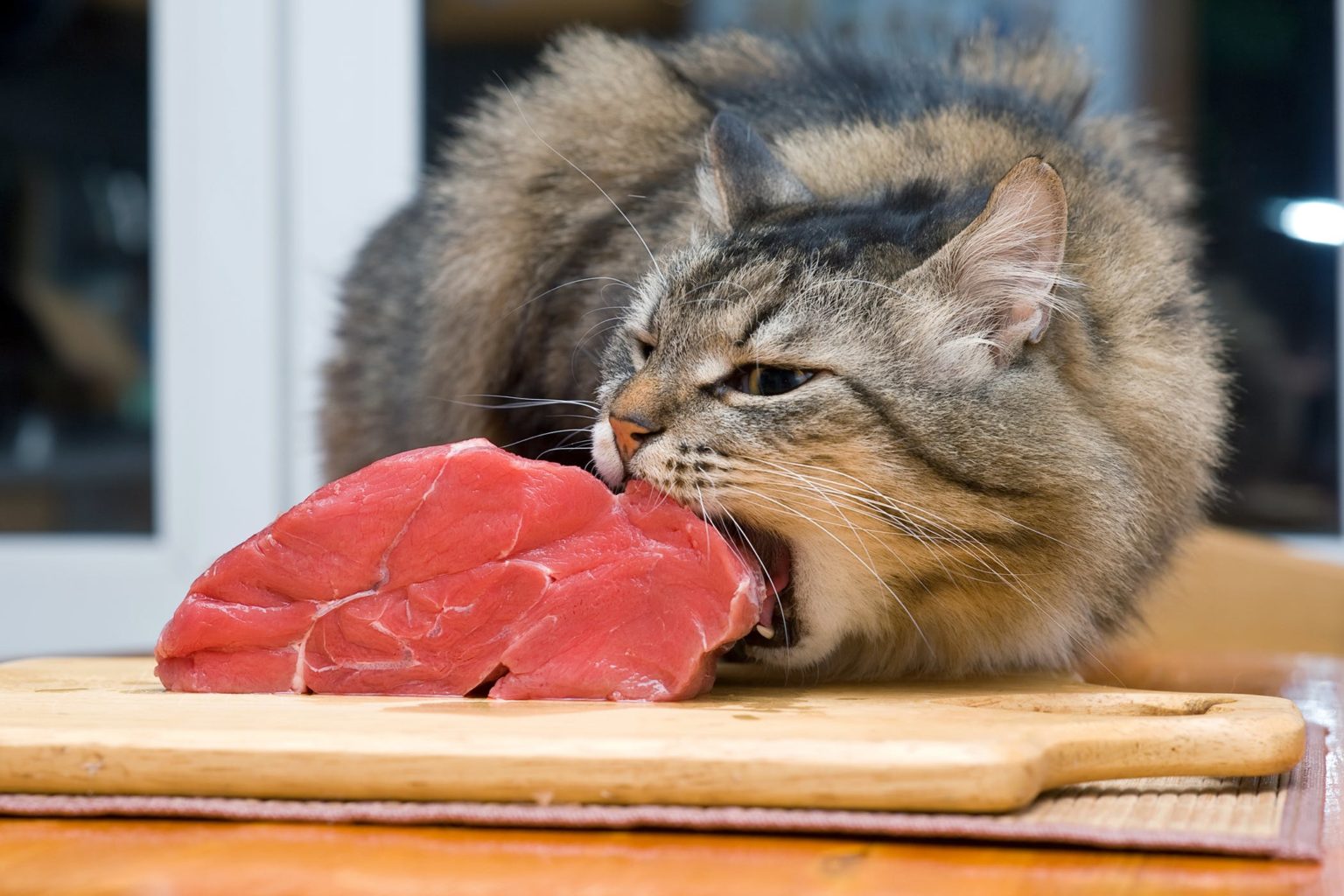 mutfak tegahındaki eti yemeye çalışan kedi