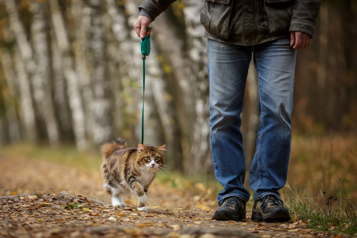 sahibiyle ormanda yürüyüş yapan kedi