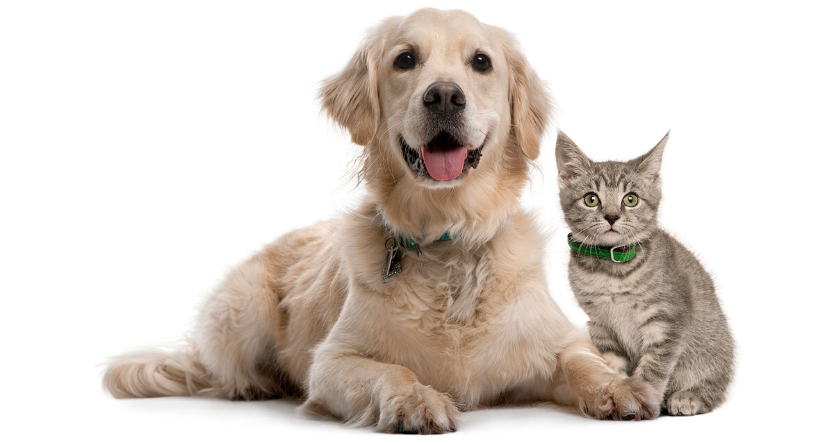 green collar cat and dog