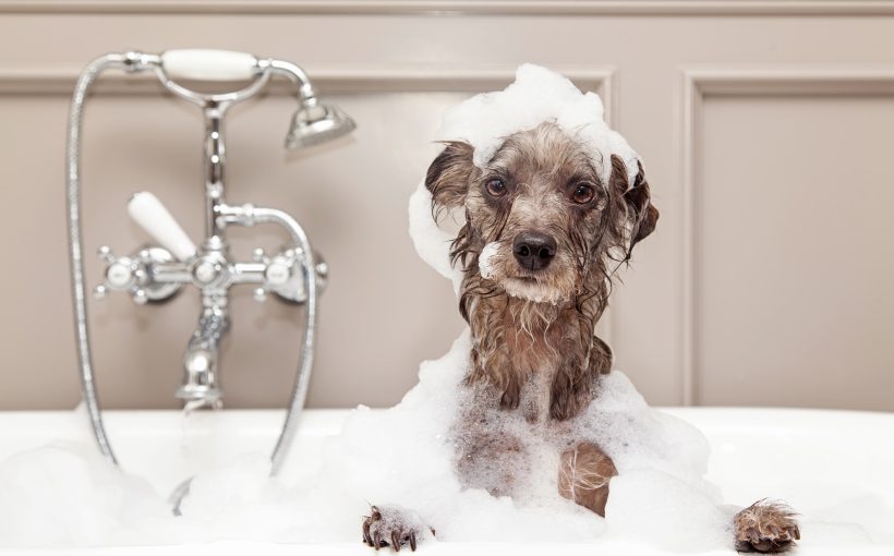 bathing dog