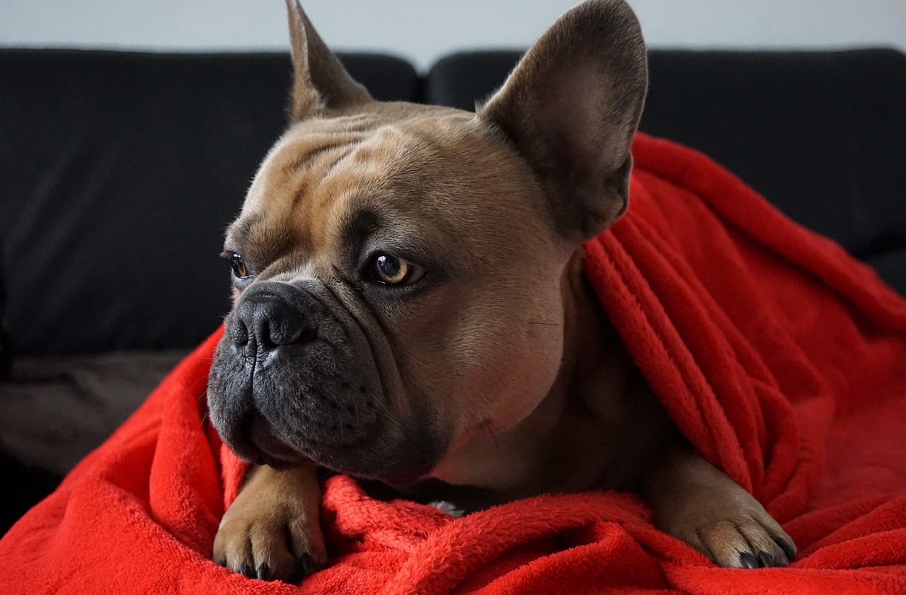 brown fluffy french bulldog under red cover