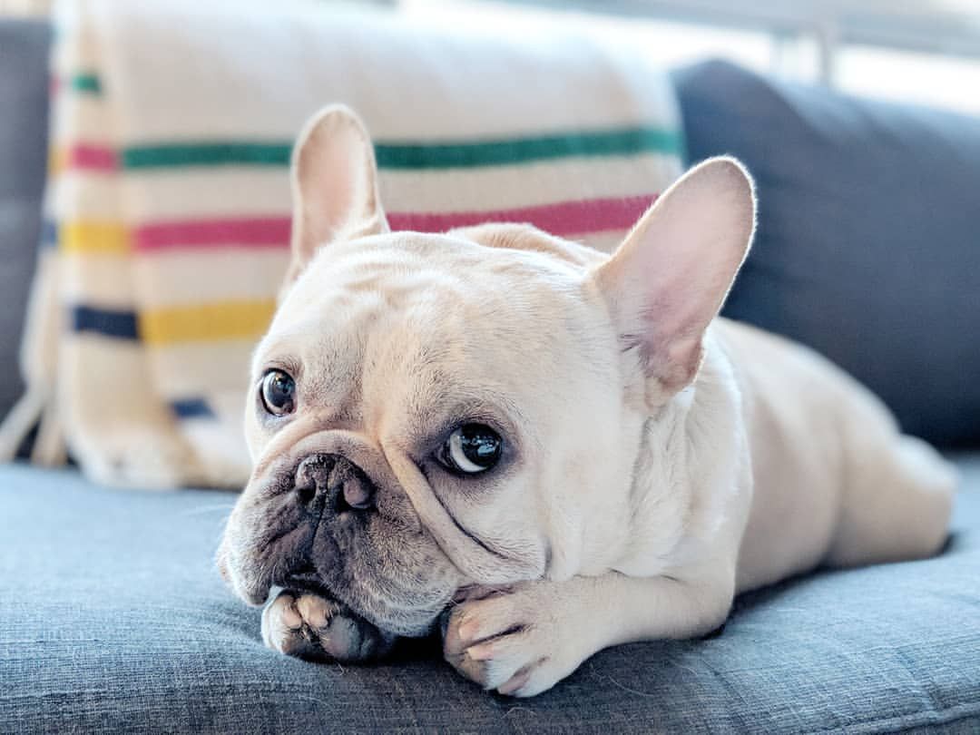 White French Bulldog puppy with open eyes lying on the sofa