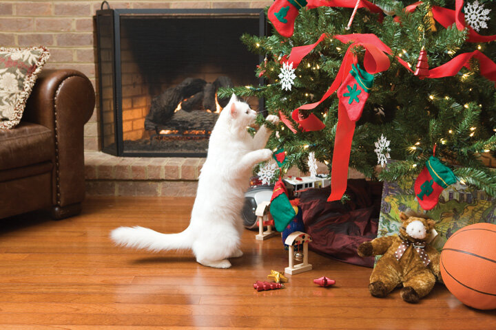 yılbaşı ağacı ile oynayan kedi