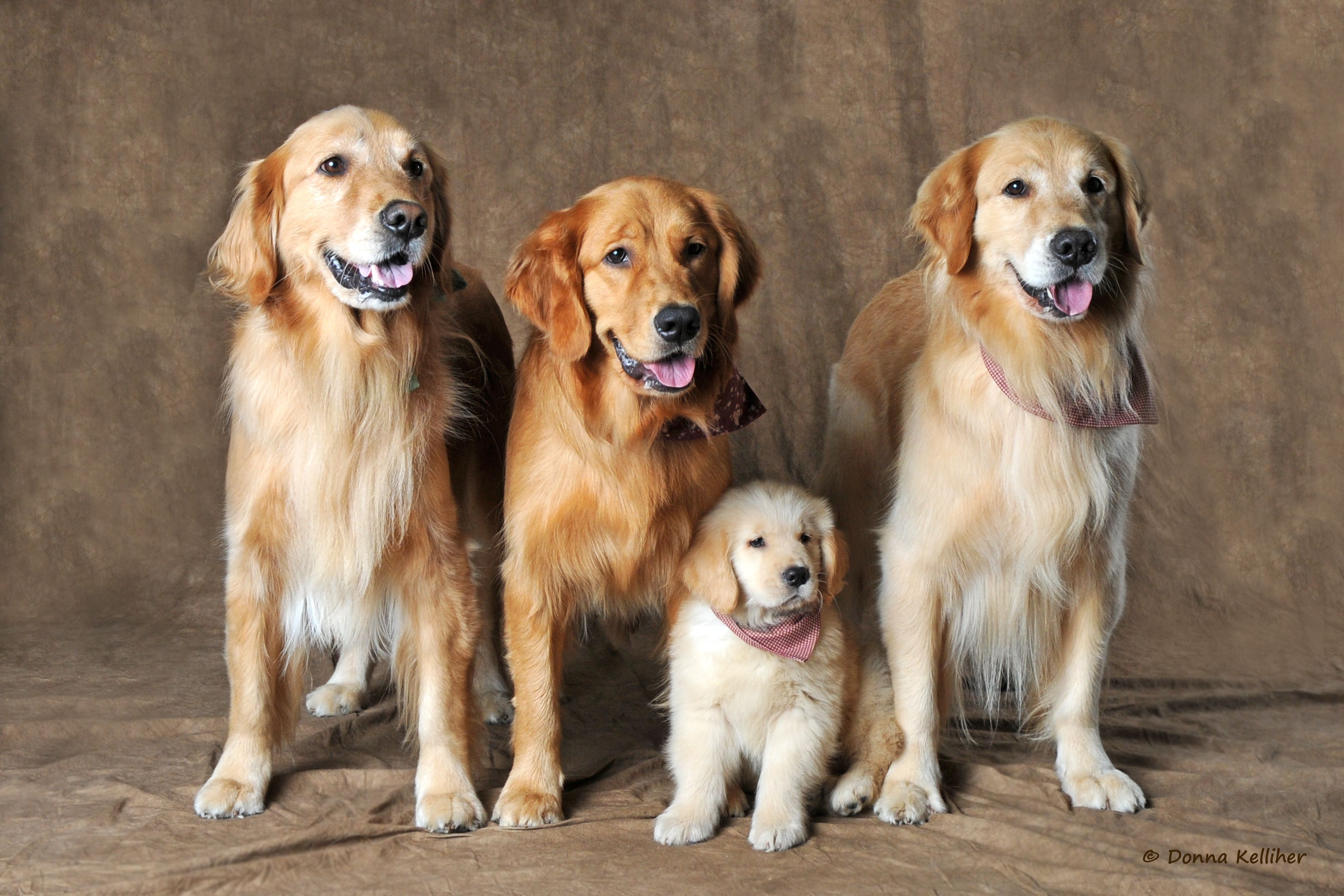 dört büyük ırk kahverengi köpek