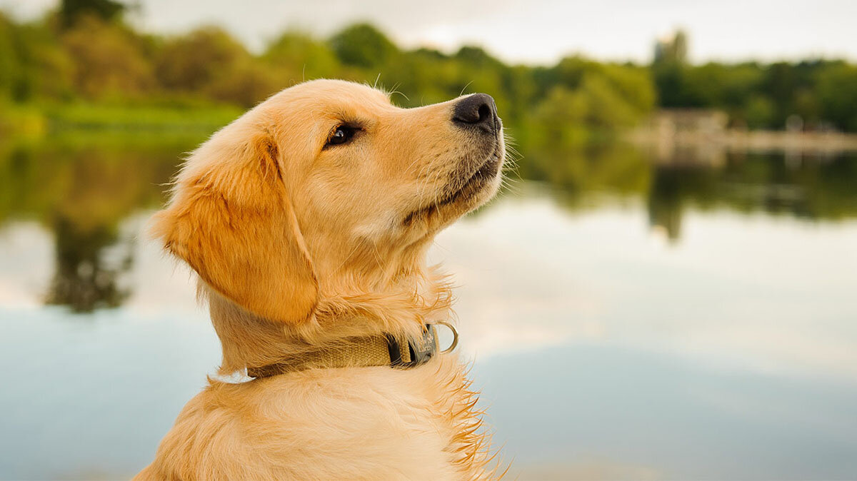 puppy Golden Retriever with lake behind
