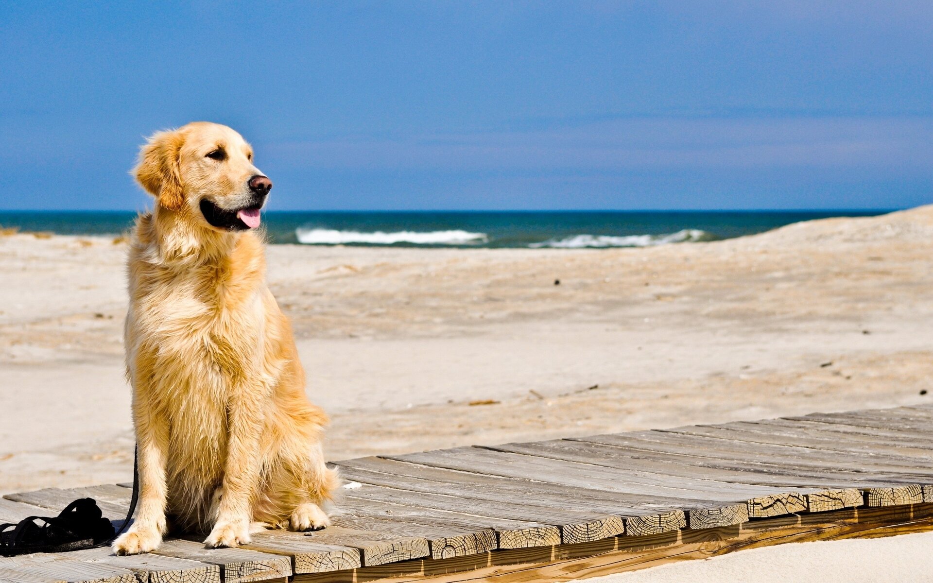 sahilde oturan golden cinsi köpek