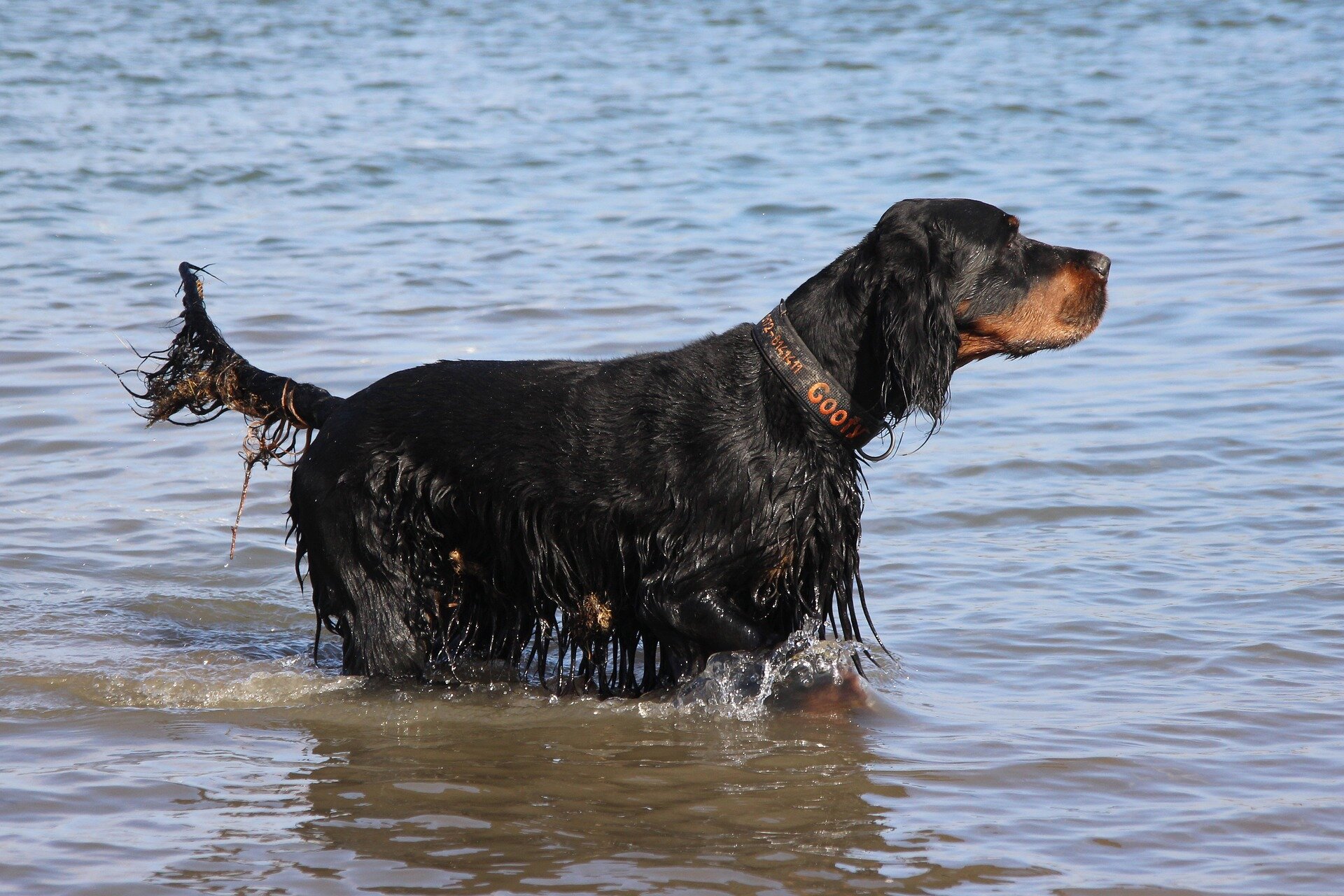 suya girmiş tüyleri ıslak siyak köpek