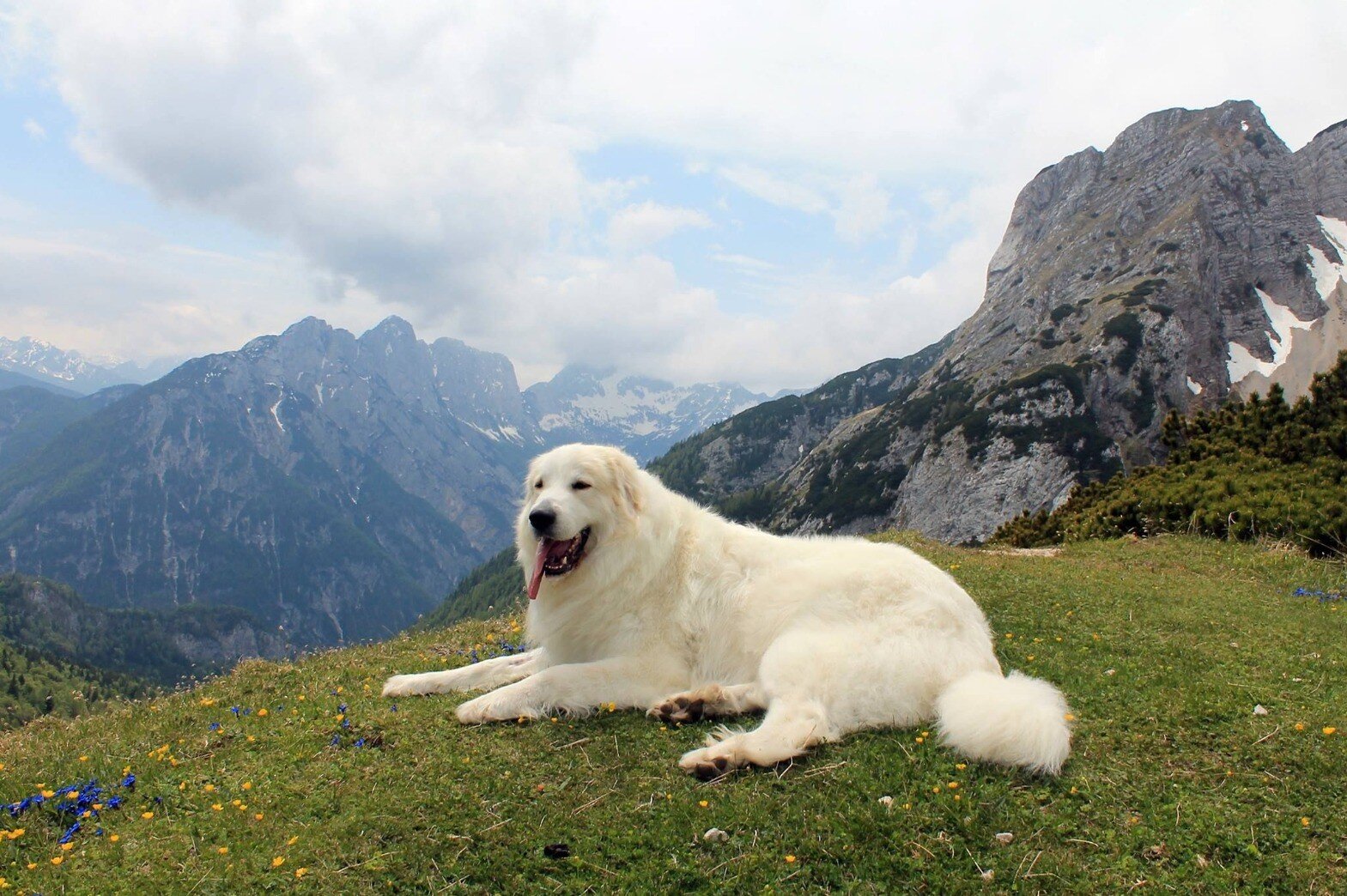 dağ tepesinde yatan büyük ırk beyaz köpek