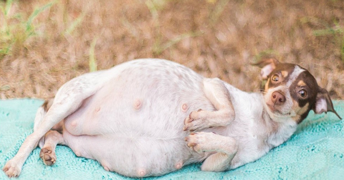 pregnant dog lying on a blue blanket