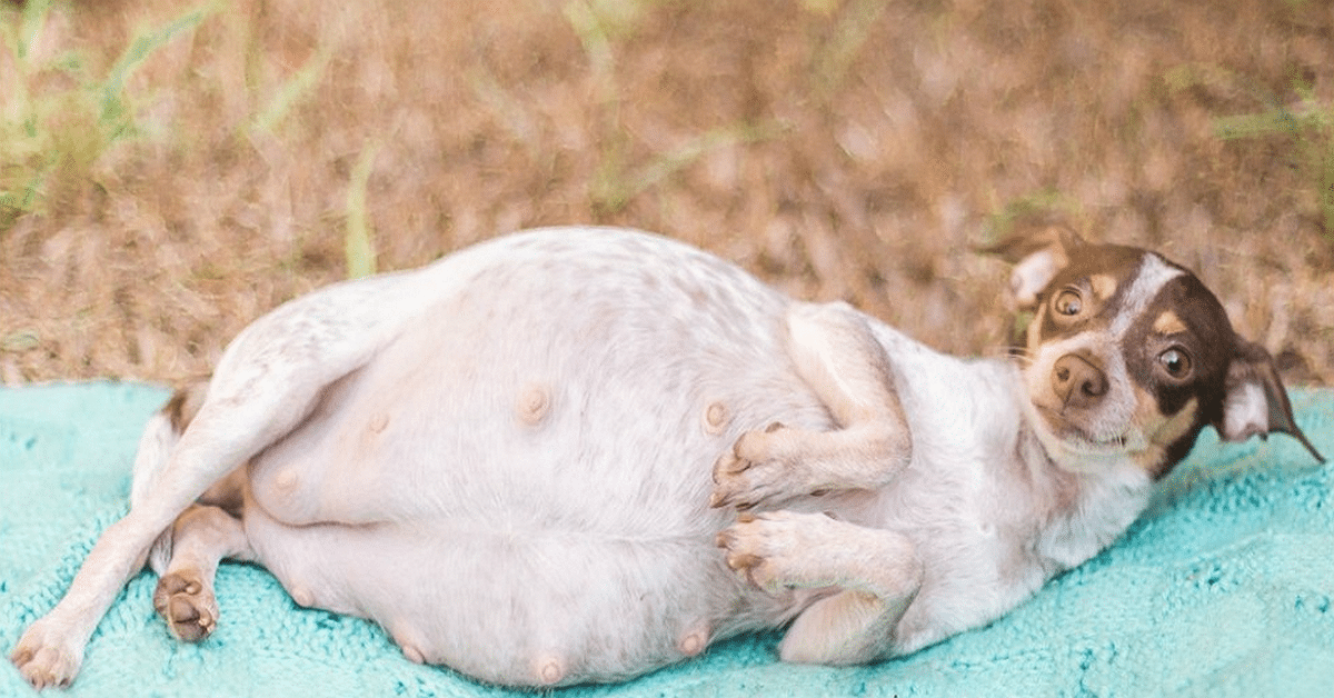 köpek doğum süresi