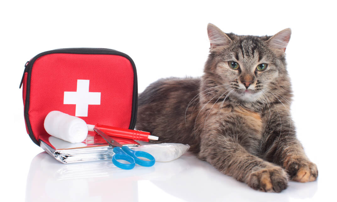 cat lying next to pet first aid kit