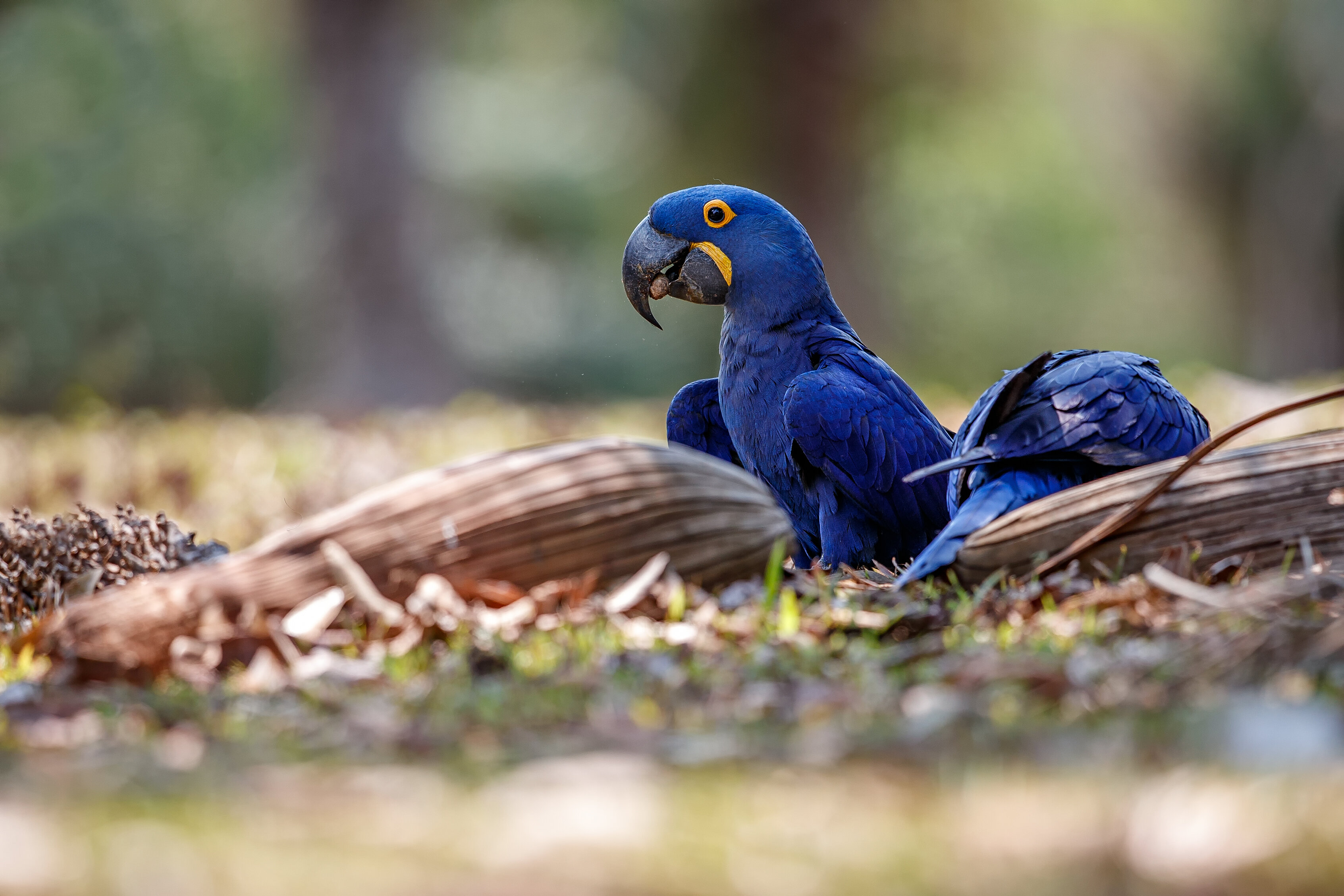 mavi tüylü gagasında yemek taşıyan papağan