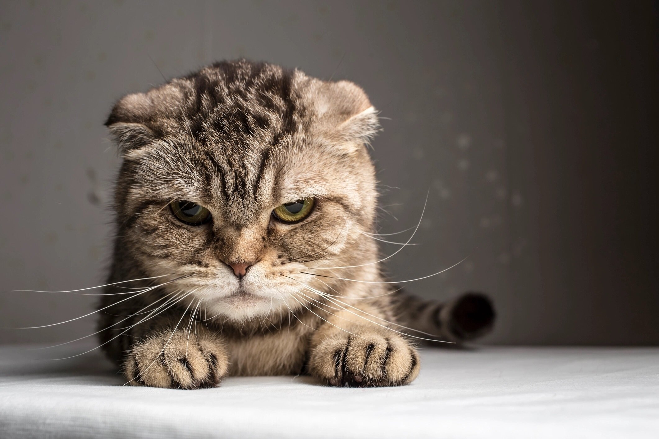 sinirlenmiş kızgın bakan kedi